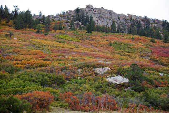 “Scrub Oak” Images – Parcourir 453 le catalogue de photos, vecteurs et