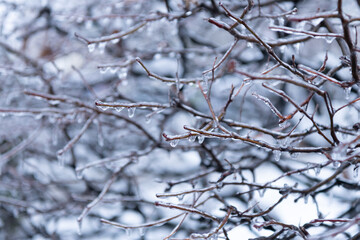beauty of winter nature. icy twigs outside. winter nature season with icy branch. wintertime