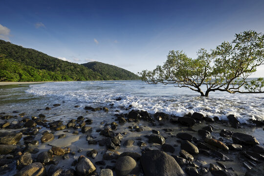 Mangrove tree and rocks on beach with surf at Cape Tribulation in Queensland, Australia