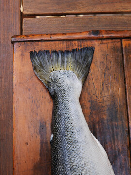 Close-up of Fish Tail