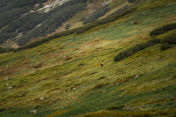 Fototapeta na wymiar Wild goat in mountains
