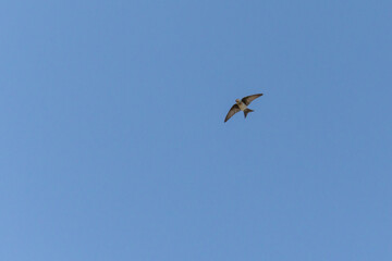 The flying of Blue-and-white Swallow also know as Andorinha. Species Pygochelidon cyanoleuca. bird lover. Birdwatching. Birding.