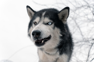 Angry husky dog ​​with sharp fangs.