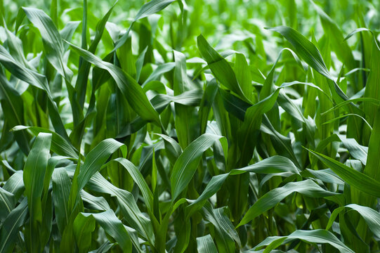 Close-up of Corn, 's-Hertogenbosch, Noord Brabant, Netherlands