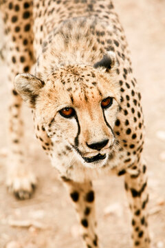 Close-up of Cheetah, Damaraland, Namibia