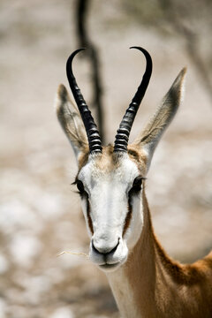 Close-up of Springbok, Etosha National Park, Kunene Region, Namibia