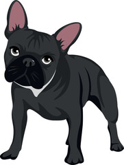 Black french bulldog with white collar standing