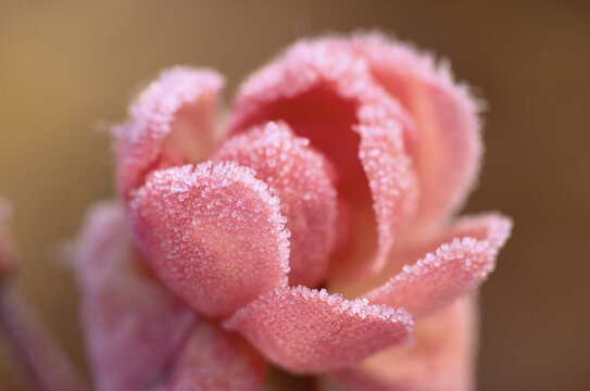 Frosted Rose, Shamper's Bluff, New Brunswick, Canada