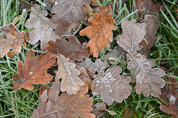 leaves with frost, background with dry leaves with frost.