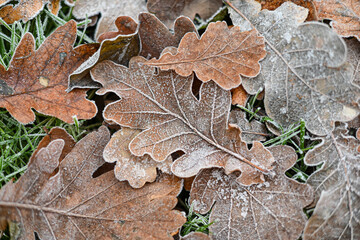 leaves with frost, background with dry leaves with frost.