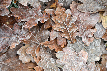 leaves with frost, background with dry leaves with frost.