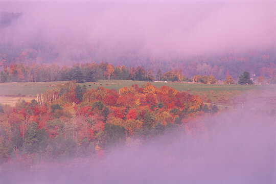 Trees and Field in Autumn Gorhams Bluff, New Brunswick Canada