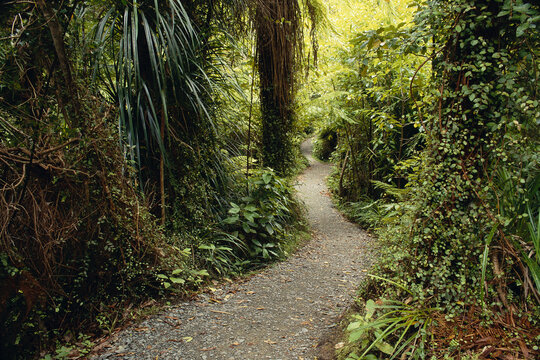 Coastal Rainforest Paparoa National Park South Island, New Zealand
