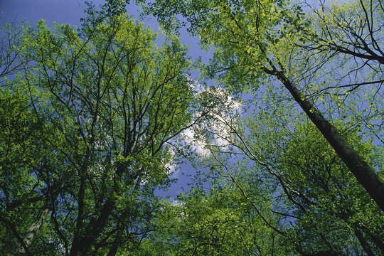 Looking Up at Trees and Sky, Great Smoky Mountains National Park, Tennessee, USA