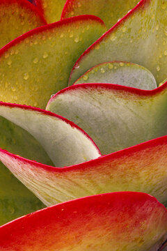 Leaves of Succulent