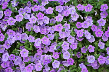 Blooming Geranium pratense in Hyde park London, England UK
- 555529816