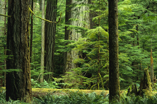 Cathedral Grove Vancouver Island British Columbia, Canada