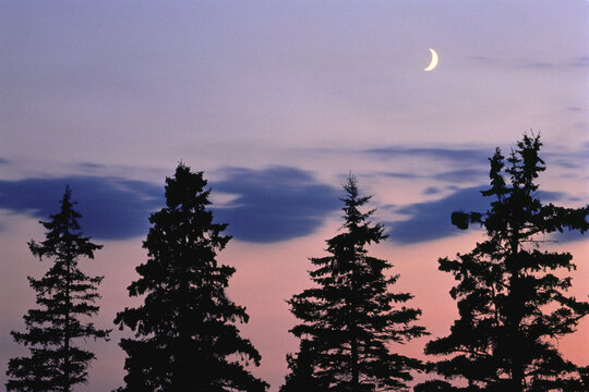 Silhouette of Trees at Dusk St. Ann, Prince Edward Island Canada