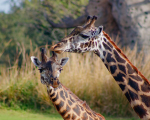 giraffe eating grass