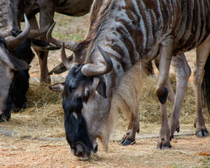 Fototapeta premium wildebeest
