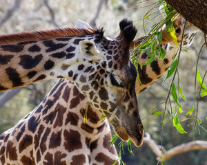close up of a giraffe