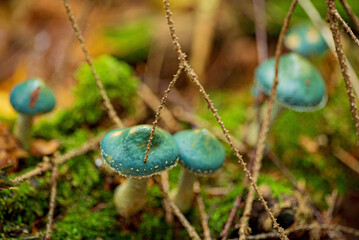 Stropharia aeruginosa, commonly known as the verdigris agaric,