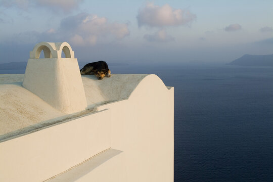 Dog of Rooftop by Ocean, Oia, Santorini, Cyclades Islands, Greece