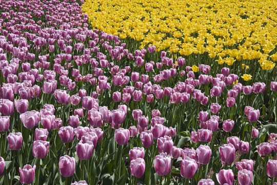 Tulips, Commissioners Park at Dow's Lake, Ottawa, Ontario, Canada