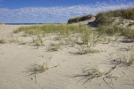 Long Grass, Town Neck Beach, Cape Cod, Massachusetts, USA