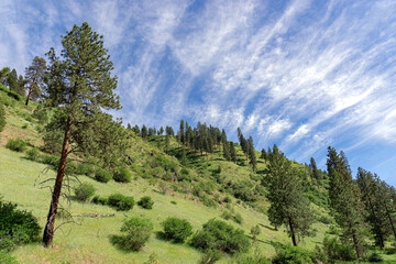 Boise National Forest Near Garden Valley by Payette River