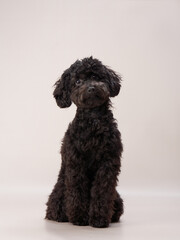 Funny small poodle on a beige background. curly dog in photo studio. Maltese, poodle