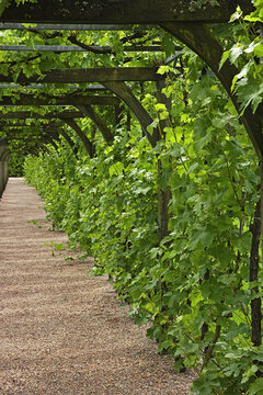 Path, Chateau de Villandry, Villandry, Indre-et-Loire, Loire Valley, France