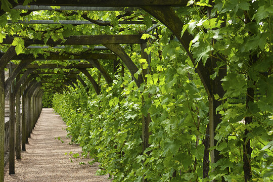 Path, Chateau de Villandry, Villandry, Indre-et-Loire, Loire Valley, France
