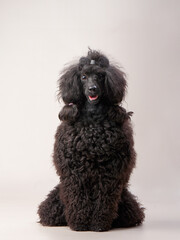 Funny small poodle on a beige background. curly dog in photo studio. Maltese, poodle