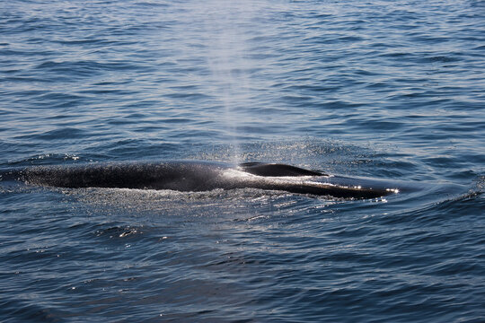 Humpback Whale Surfacing, Stellwagen Bank, Gloucester, Cape Ann, Massachusetts, USA