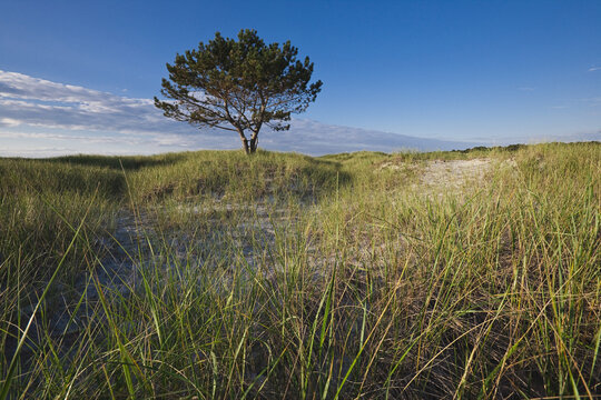 Lone Pine Tree on Sand Dunes, Wingaersheek Beach, Cape Ann, Massachusetts, USA