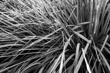 Gray grass background, close up. Grass bush landscape for a poster, calendar, screensaver, wallpaper, postcard, banner, cover, post, website. High quality photo