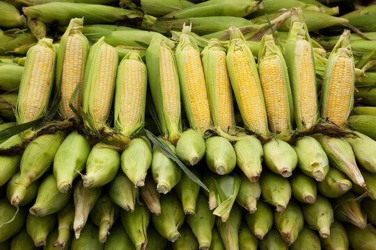 Corn at Farmer's Market, Byward Market, Ottawa, Ontario, Canada