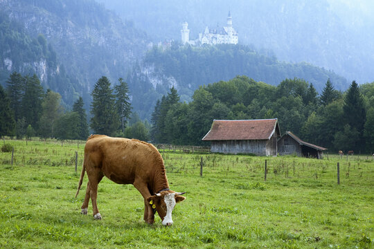 Cow in Meadow, Neuschwanstein Castle in Background, Schwangau, Bavaria, Germany