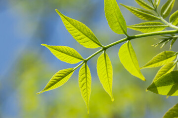 Close-up of Ash Tree in Springtime, Ottawa, Ontario, Canada