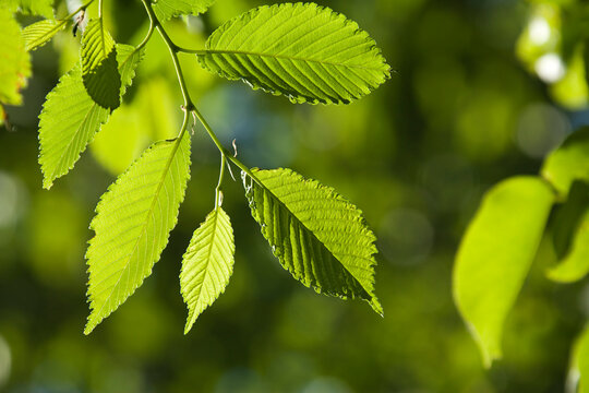 Close-up of Elm Tree in Springtime, Ottawa, Ontario, Canada