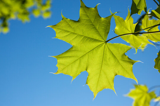 Close-up of Maple Leaves, Ottawa, Ontario, Canada