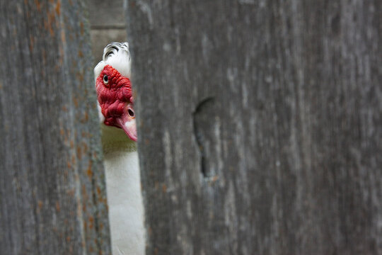 White Muscovy Duck Looking Through Fence, Upper Canada Village, Morrisburg, Ontario, Canada