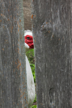 White Muscovy Duck Looking Through Fence, Upper Canada Village, Morrisburg, Ontario, Canada
