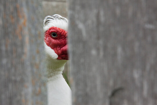 White Muscovy Duck Looking Through Fence, Upper Canada Village, Morrisburg, Ontario, Canada