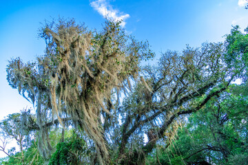 tree overgrown with moss in the rain forest