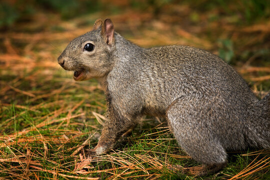 Gray Squirrel