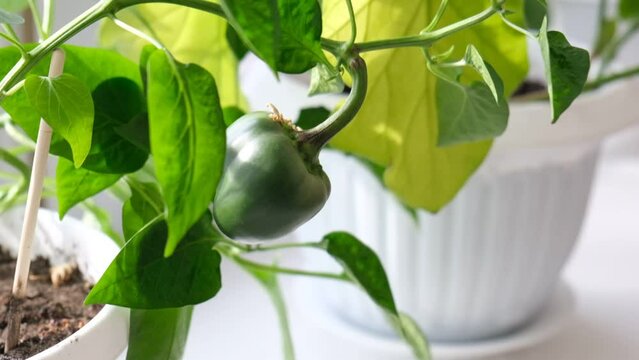 Home garden growing mini pepper bell herb in flower pot , vegetable garden on windowsill	