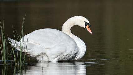 Swan on Blairs loch, Moray