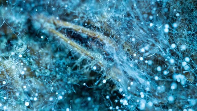 Mold Zygomycota growth time lapse on bread, super macro shooting, concept of the beginning of life, scientific and educational content